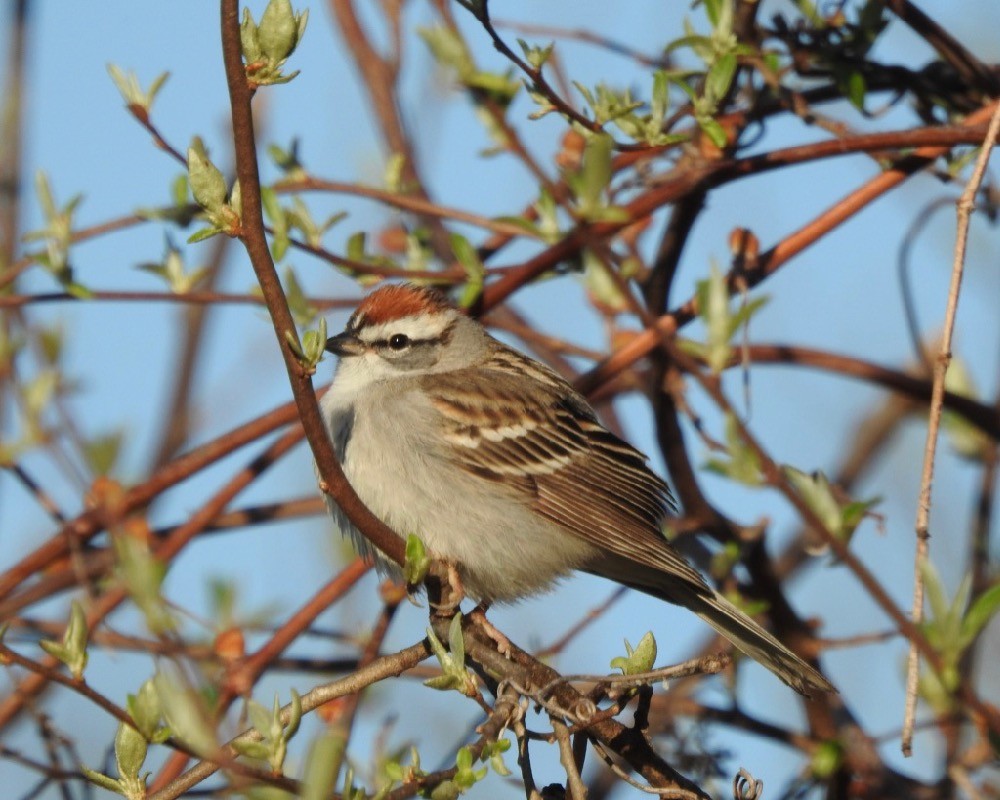 Chipping Sparrow - ML153613881