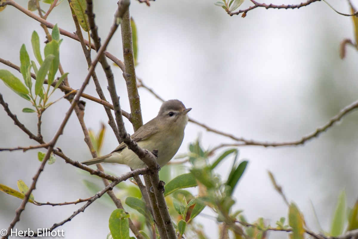 Warbling Vireo - ML153614961