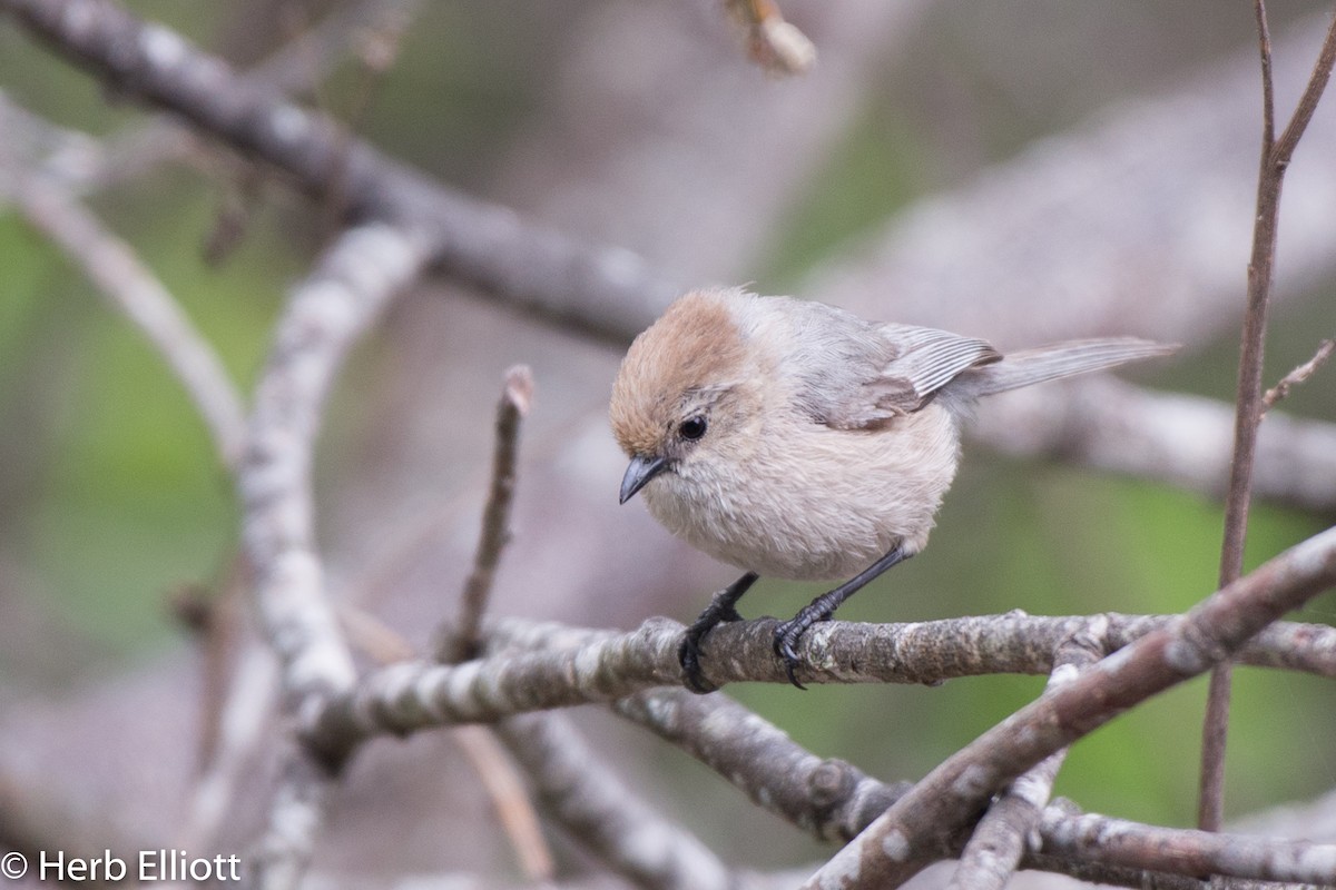 Bushtit (Pacific) - ML153615631