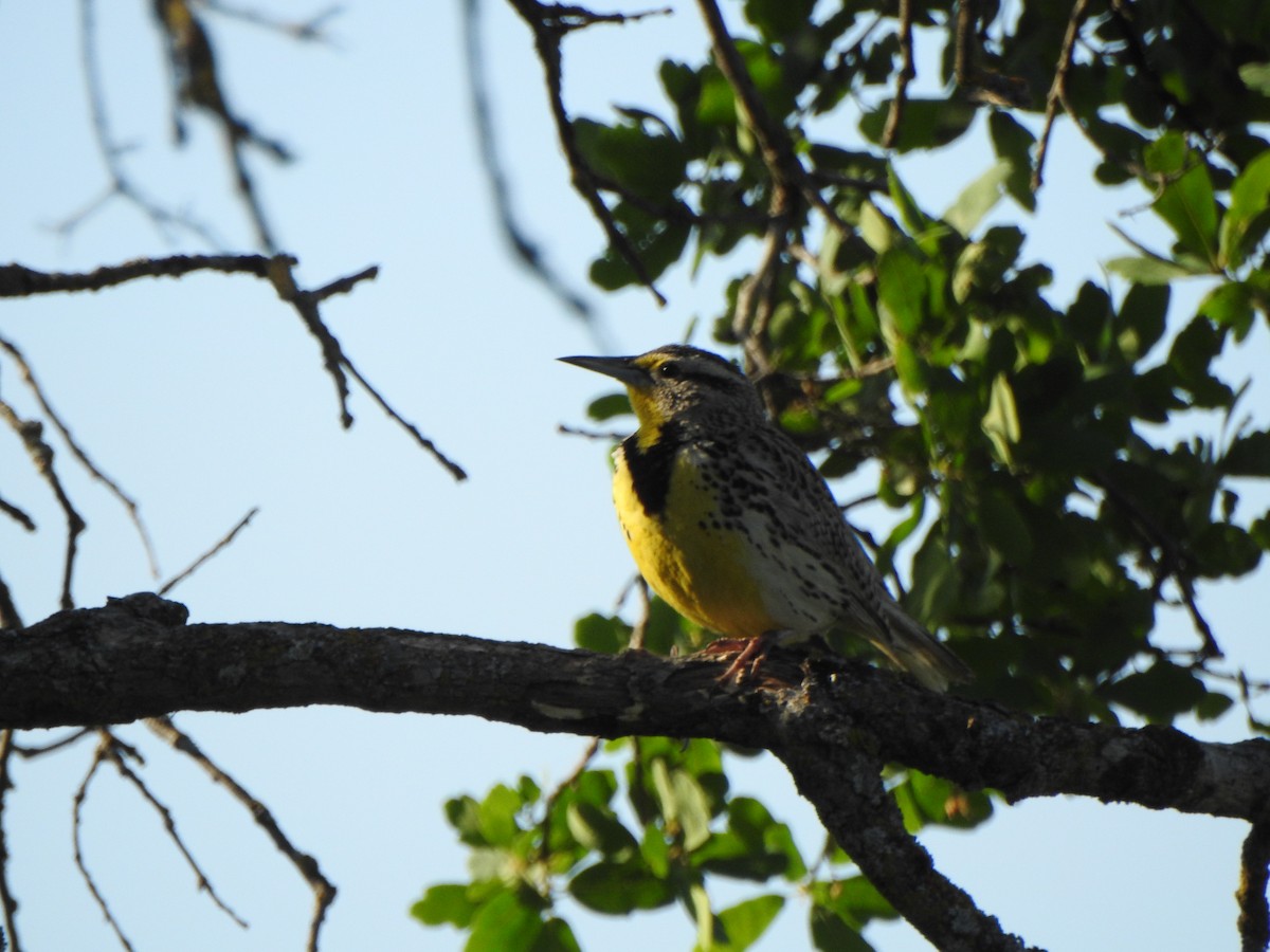 Western Meadowlark - ML153616361