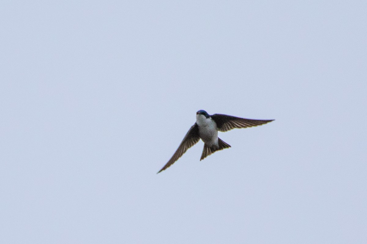 Tree Swallow - Jeff Hullstrung