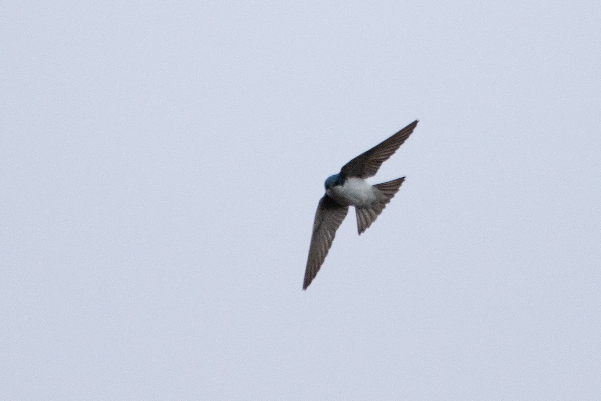 Tree Swallow - Jeff Hullstrung