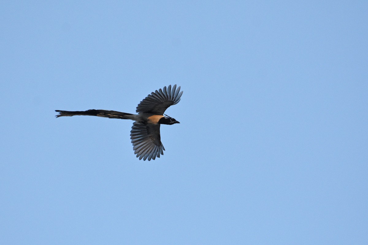 Black-throated Magpie-Jay - ML153617001