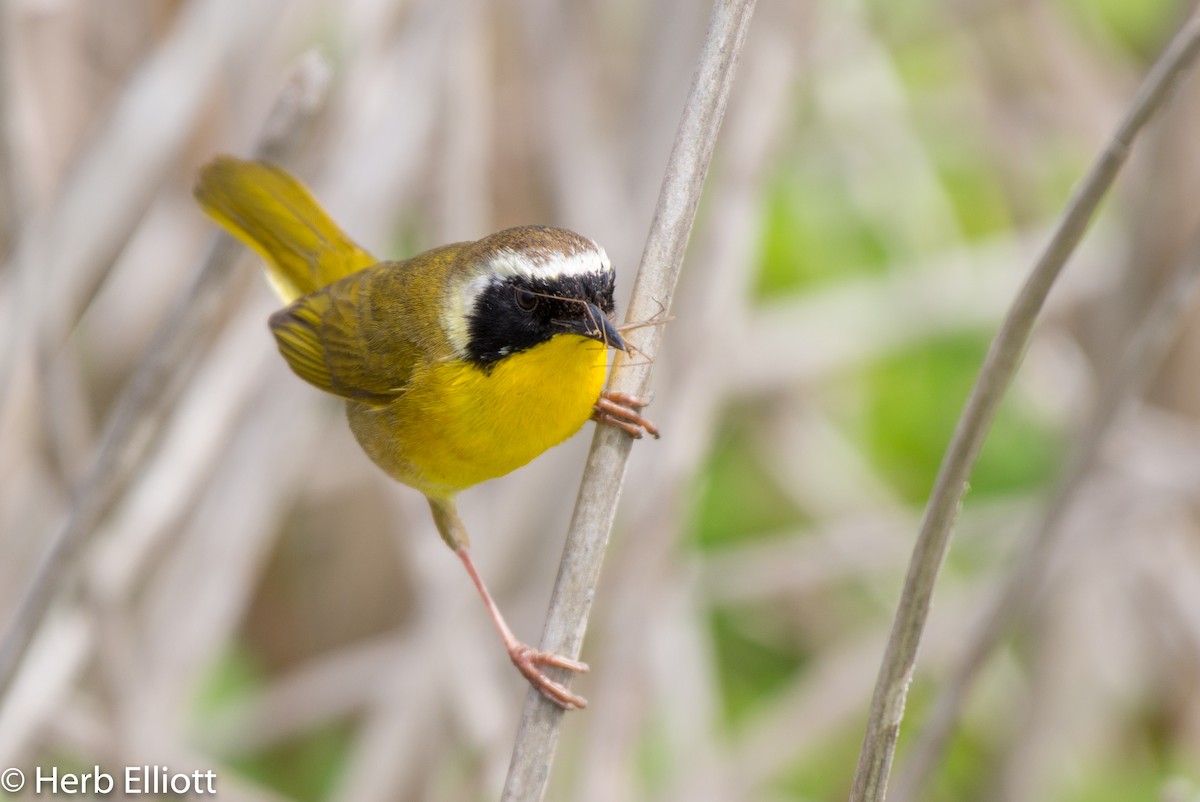 Common Yellowthroat - ML153617141