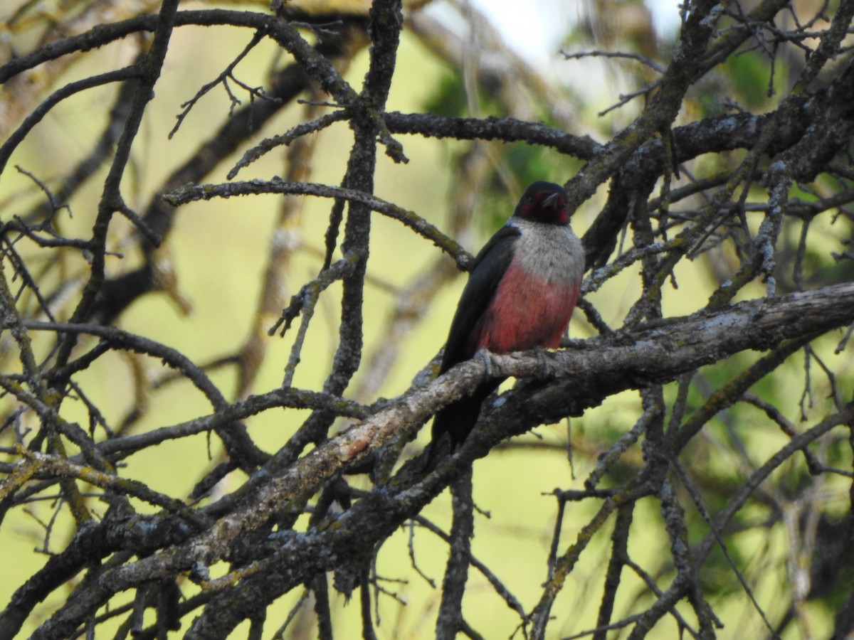 Lewis's Woodpecker - ML153617231