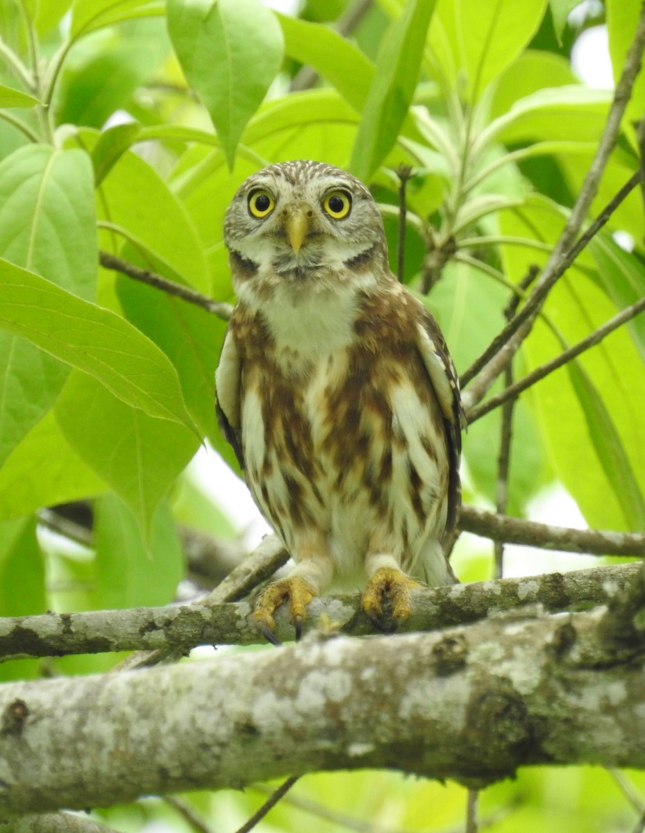 Peruvian Pygmy-Owl - John Licharson