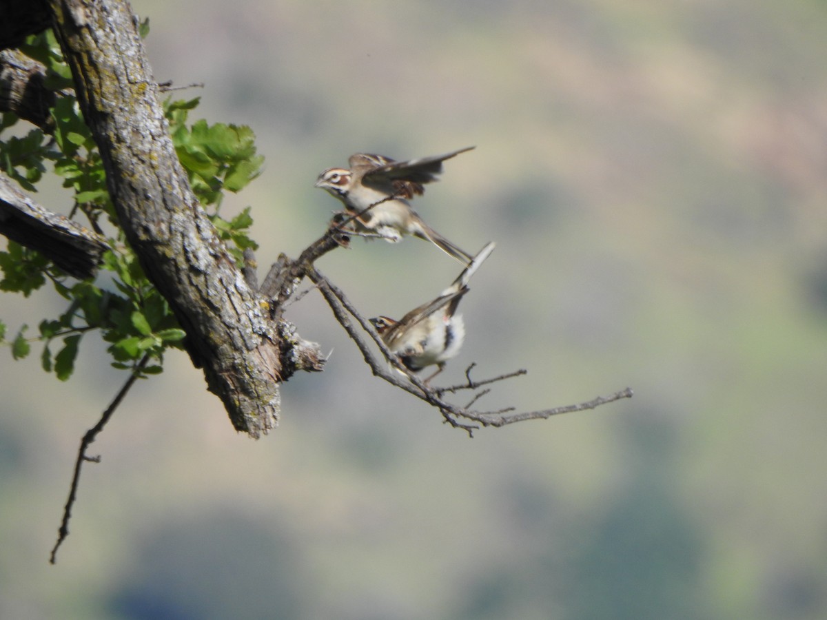 Lark Sparrow - ML153618481