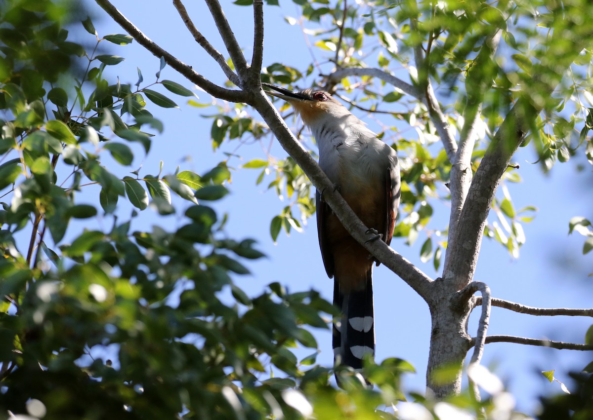 Hispaniolan Lizard-Cuckoo - Jay McGowan