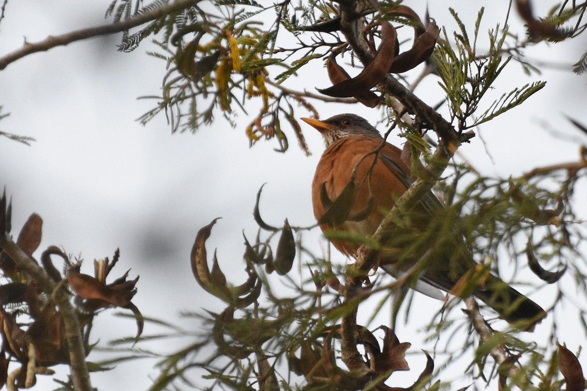 Rufous-backed Robin - ML153619101