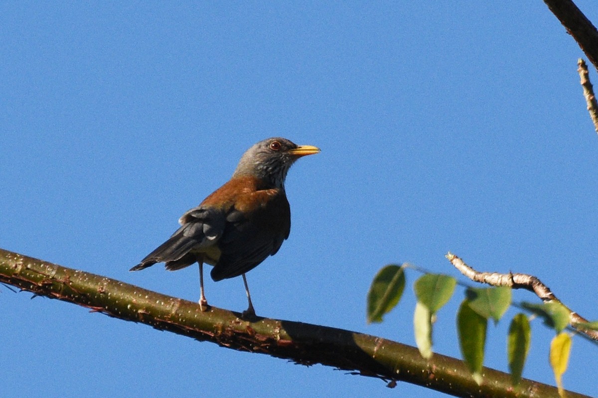 Rufous-backed Robin - ML153619171