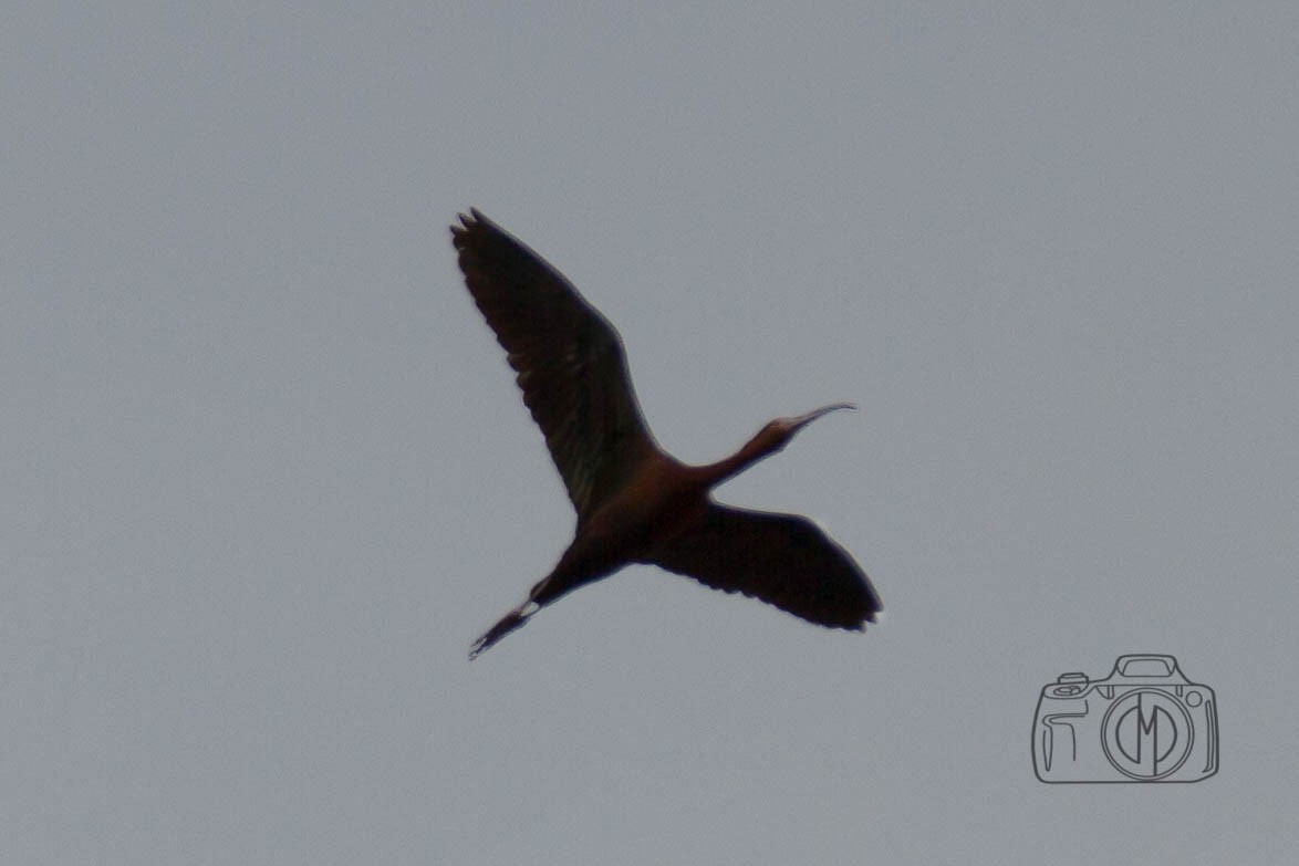 ibis americký - ML153619661