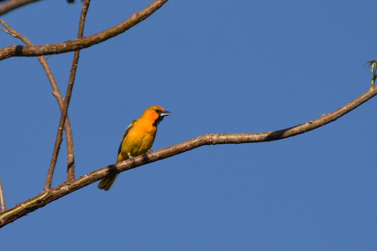 Oriole à dos rayé - ML153619881