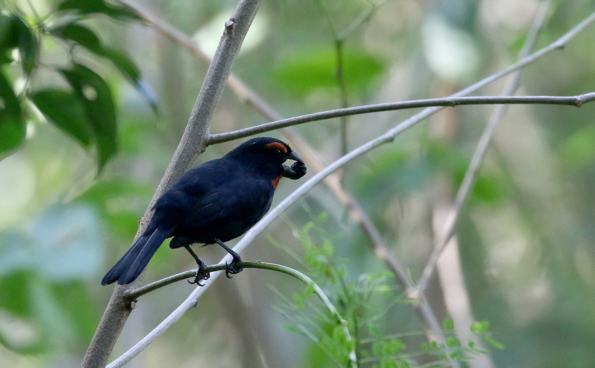 Greater Antillean Bullfinch - ML153620111