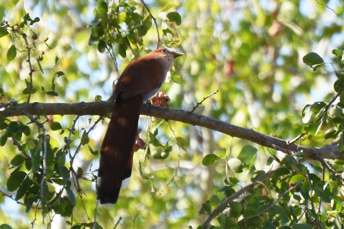 Squirrel Cuckoo - ML153620711