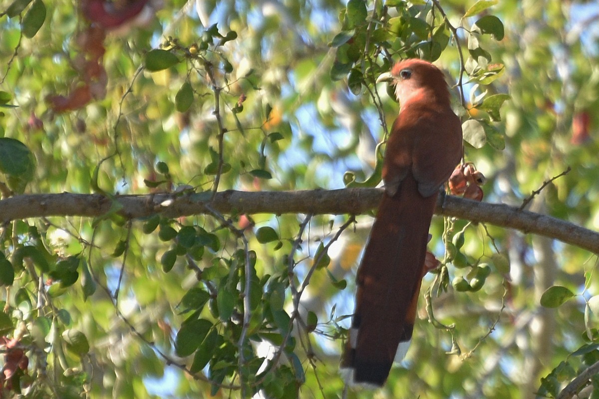 Squirrel Cuckoo - ML153620731