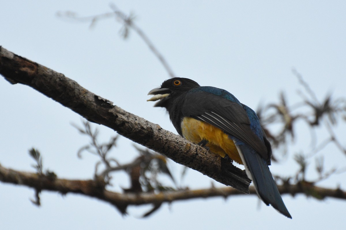 trogon žlutobřichý - ML153621471