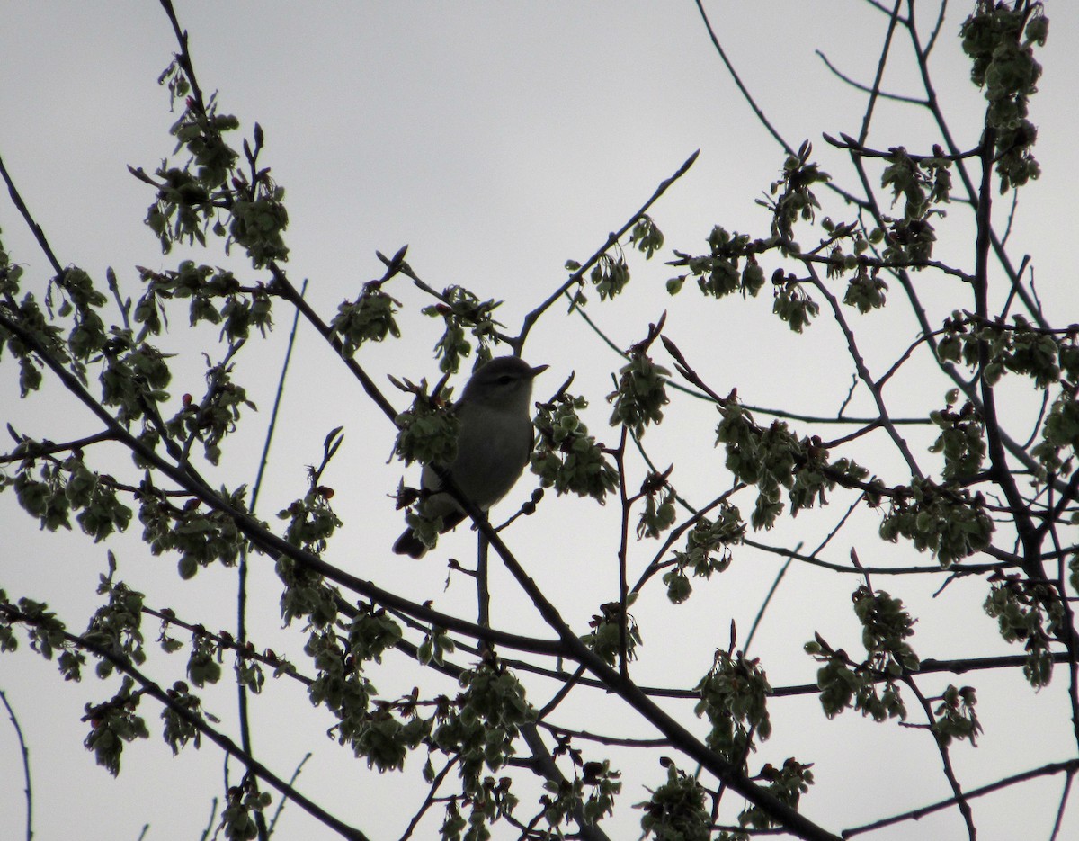 Warbling Vireo - ML153621521