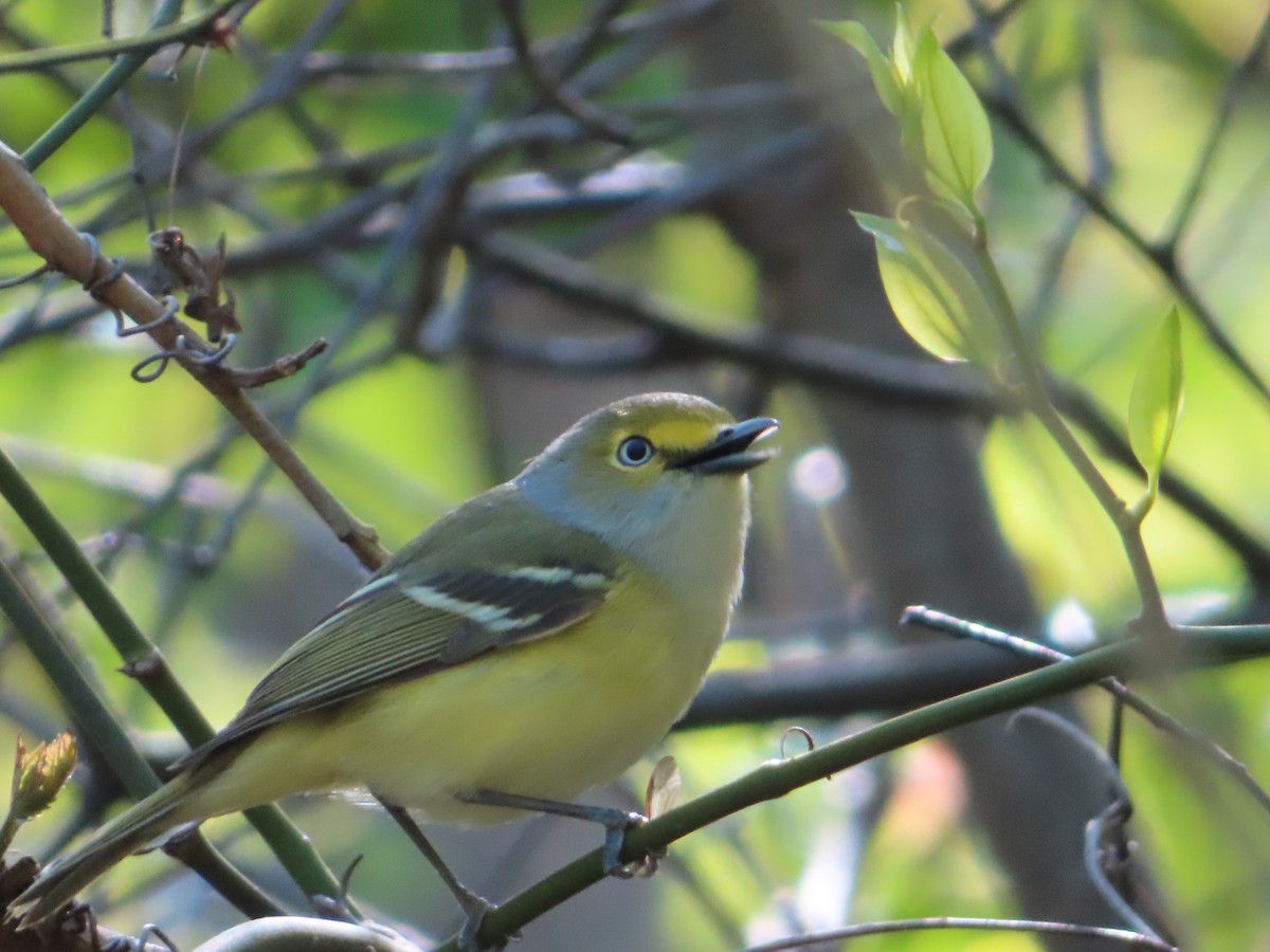 White-eyed Vireo - ML153621851