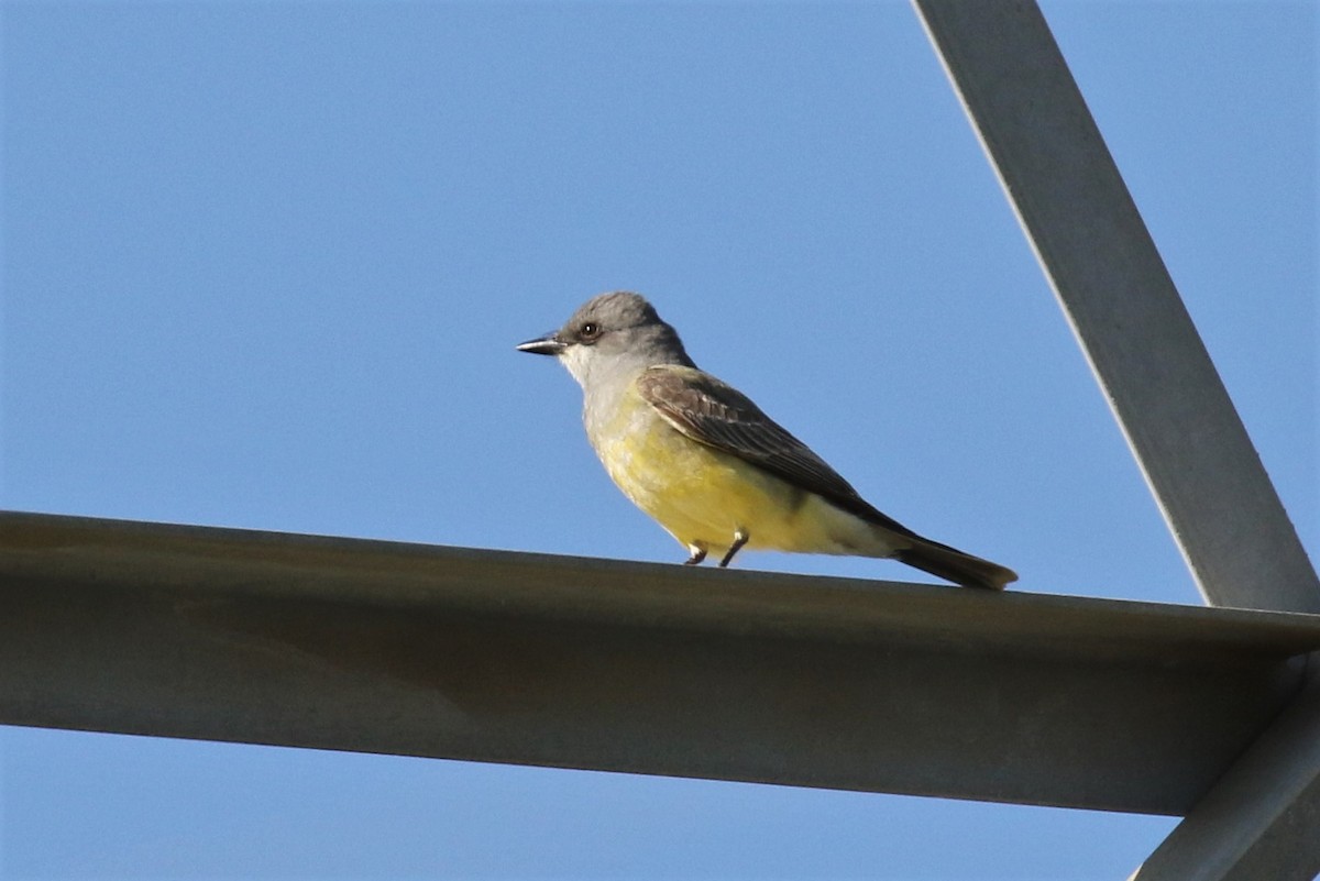 Cassin's Kingbird - ML153622101