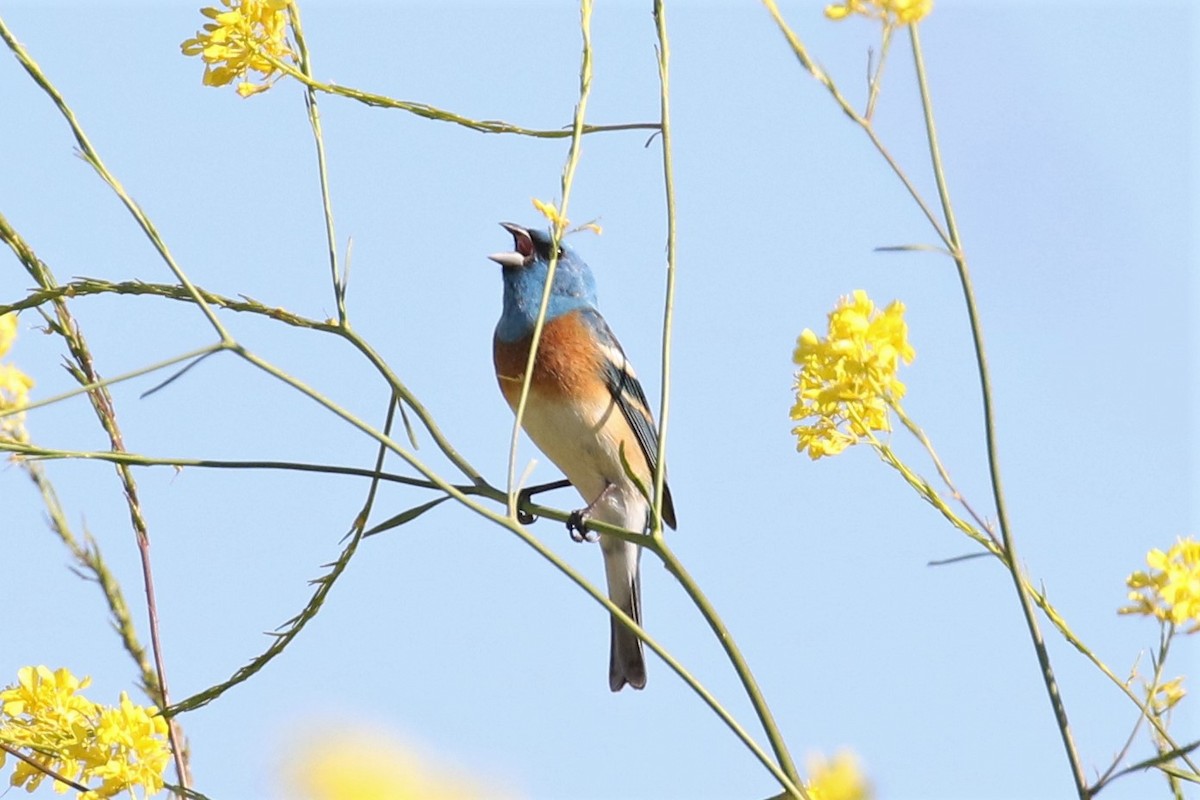 Lazuli Bunting - ML153622311