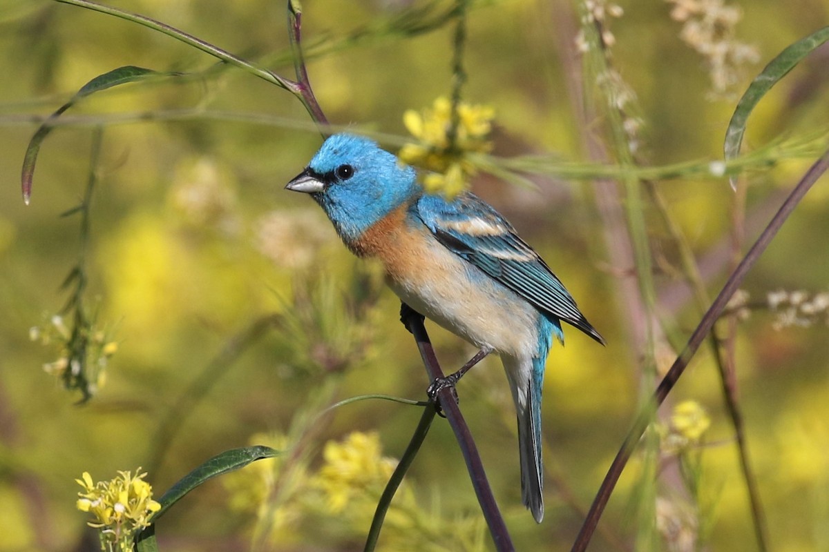 Lazuli Bunting - ML153622411