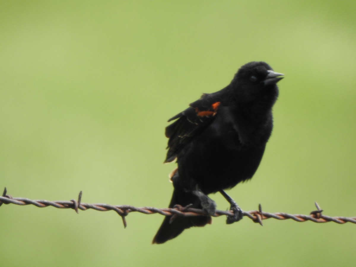 Red-winged Blackbird - ML153622661