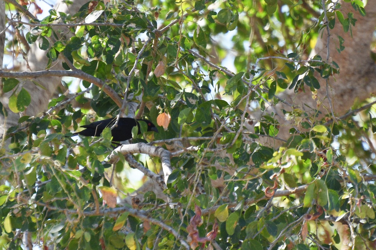 Bronzed Cowbird - ML153622681