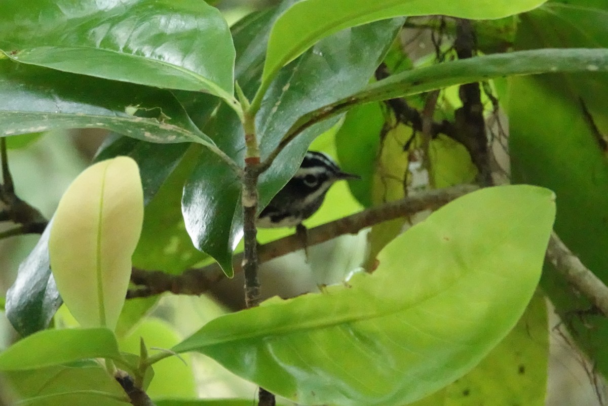 Black-and-white Warbler - deborah grimes
