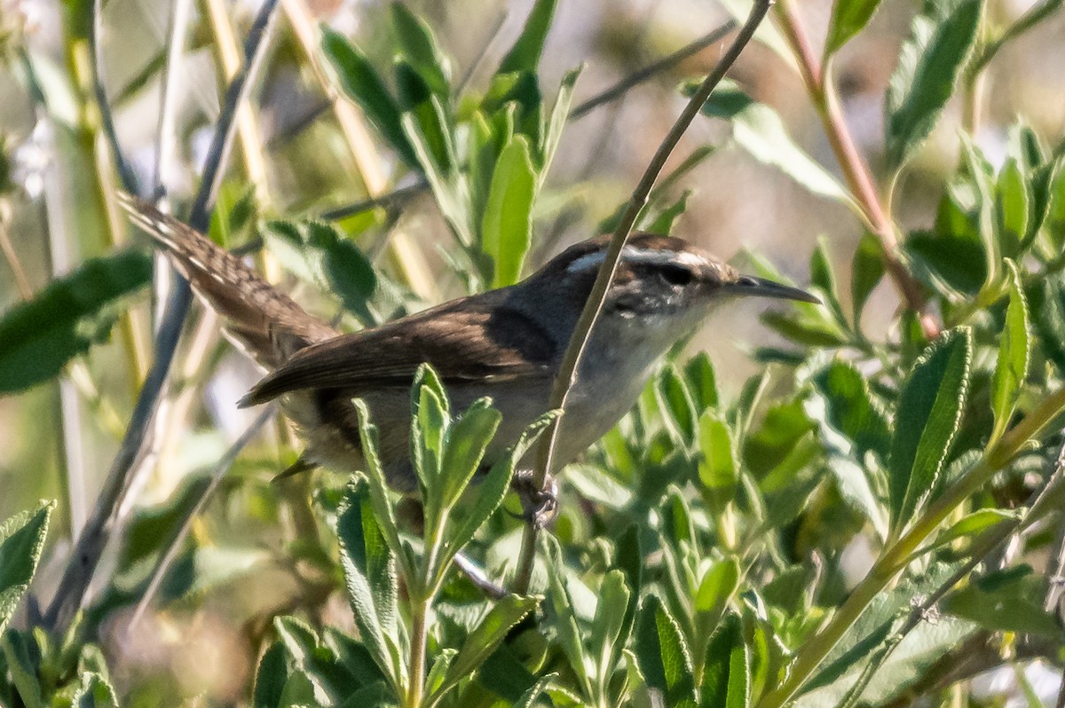 Bewick's Wren - ML153625121