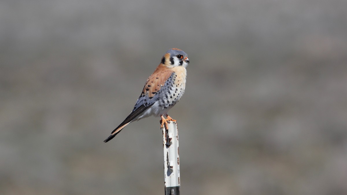 American Kestrel - ML153625291