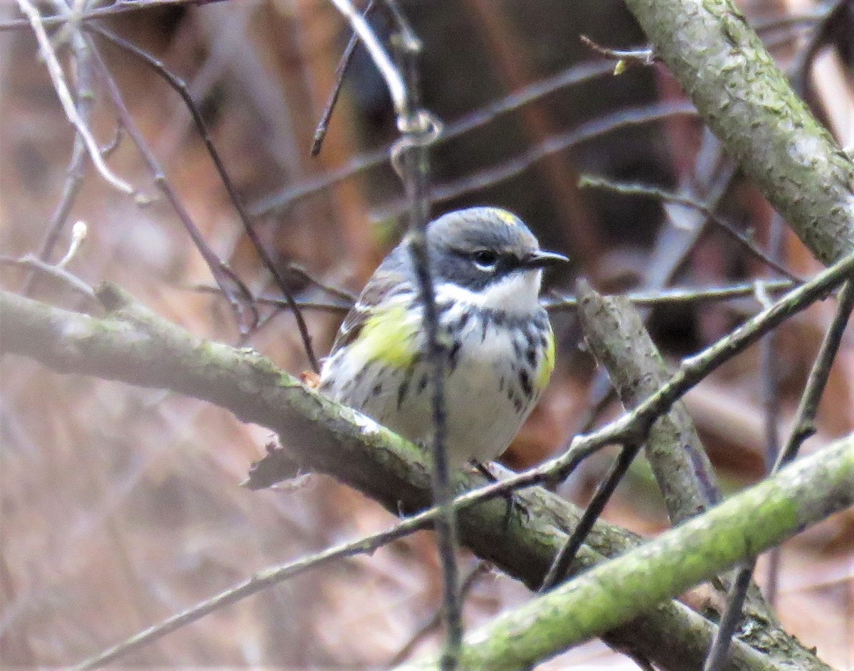 Yellow-rumped Warbler - ML153625951