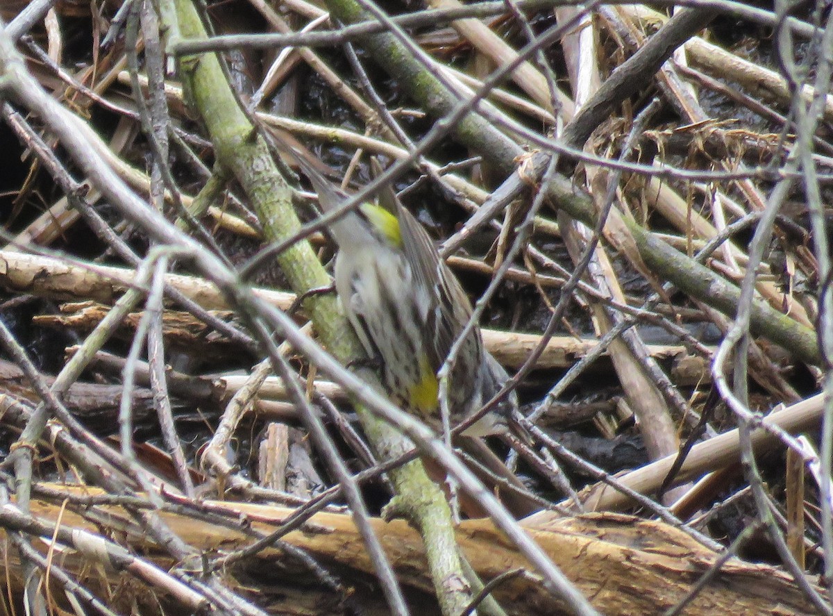 Yellow-rumped Warbler - ML153626091