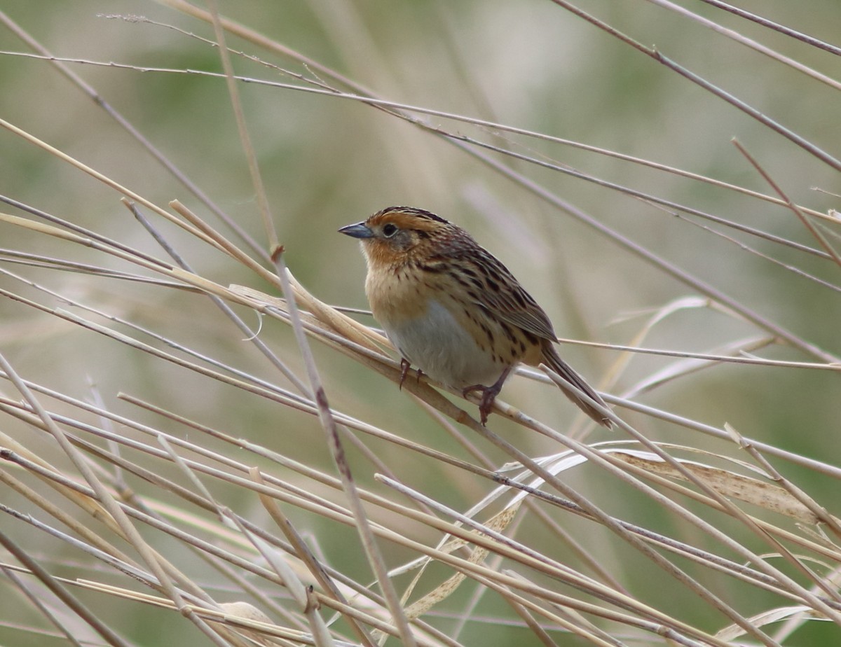 LeConte's Sparrow - ML153626591