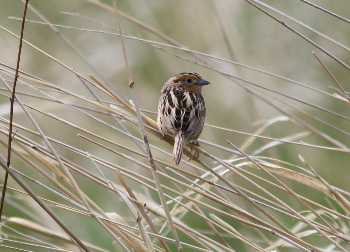 LeConte's Sparrow - ML153626691