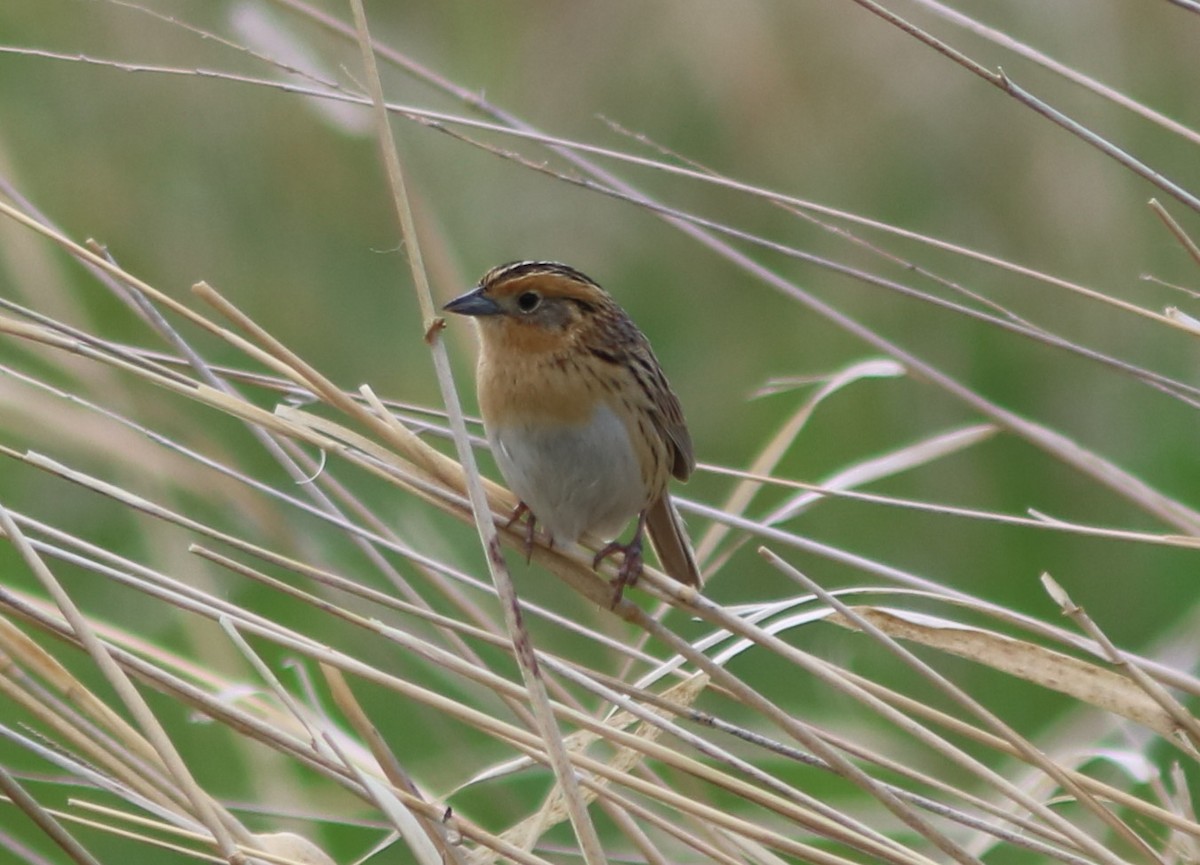 LeConte's Sparrow - ML153626911