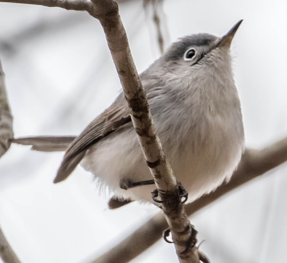 Blue-gray Gnatcatcher - ML153627321