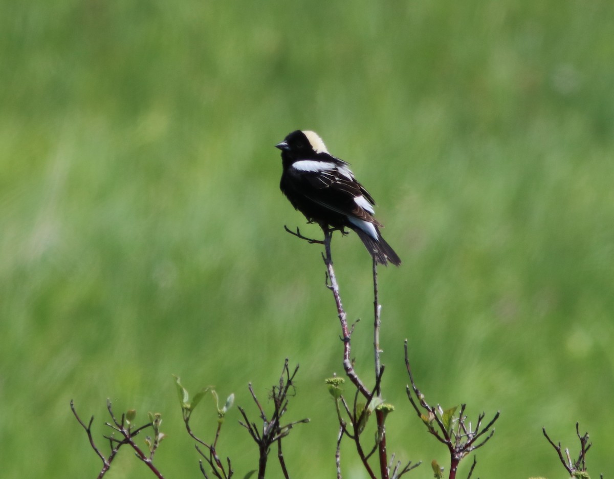 bobolink americký - ML153627431