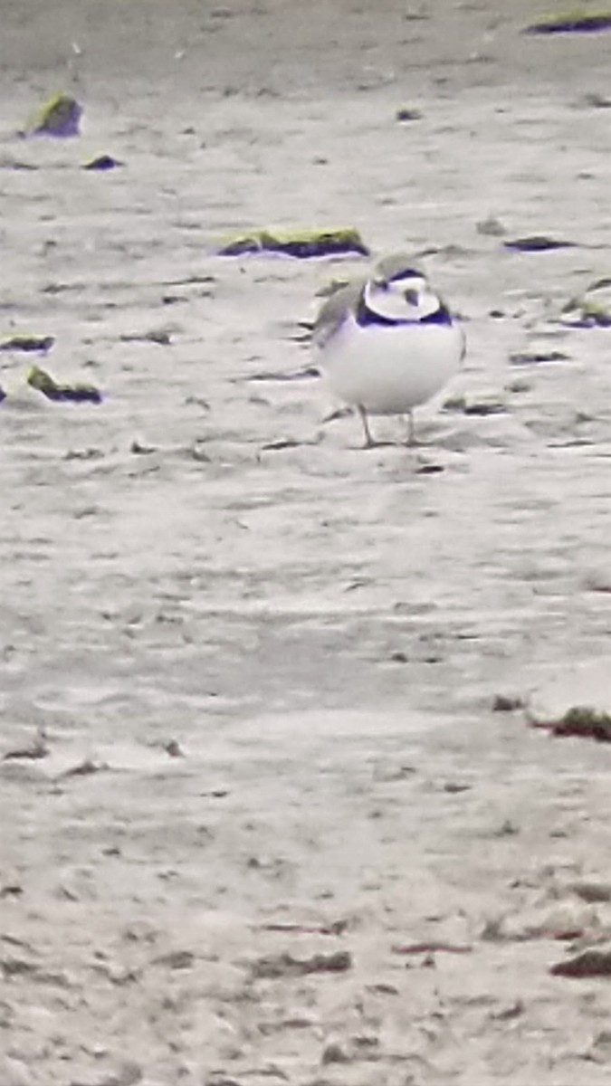 Piping Plover - Bill Eisele