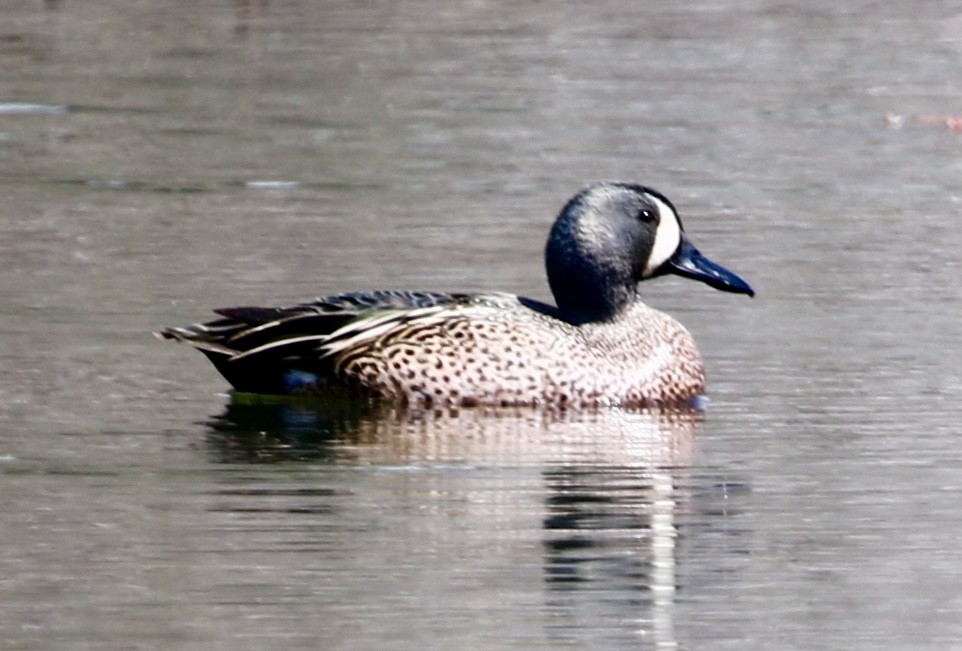 Blue-winged Teal - ML153627681