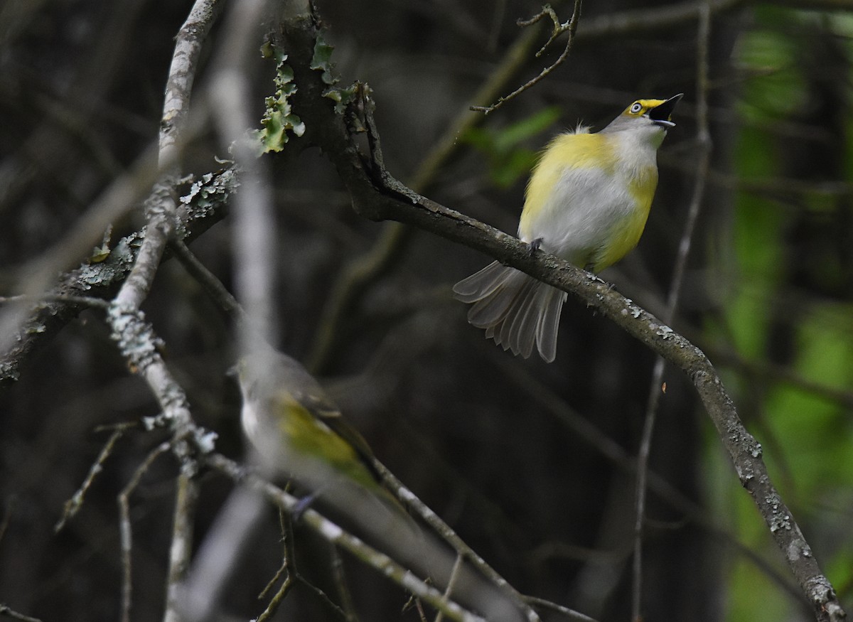 White-eyed Vireo - Glenn Wyatt