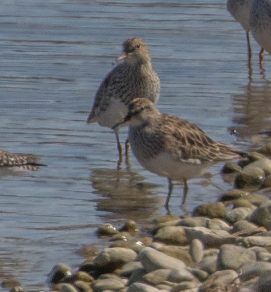 Pectoral Sandpiper - ML153628231
