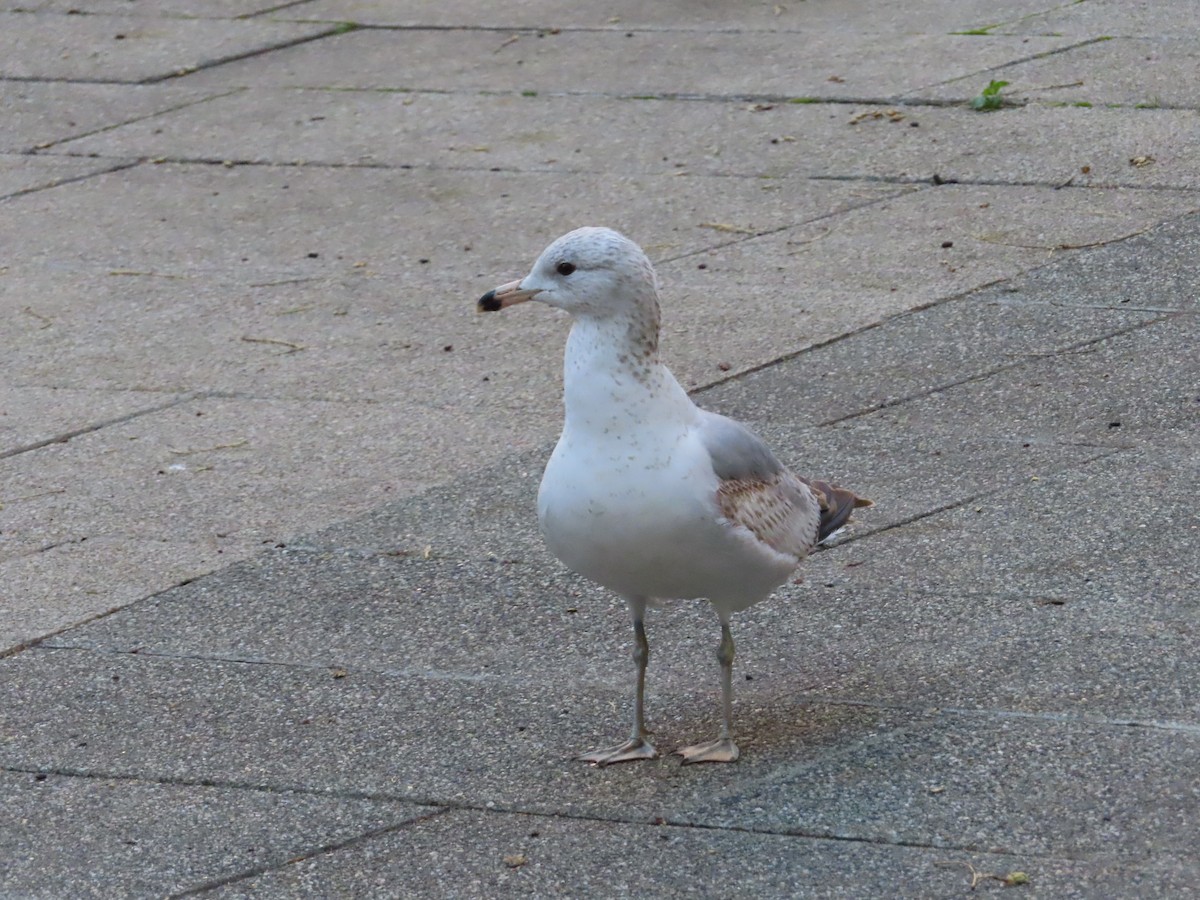 Ring-billed Gull - ML153628731