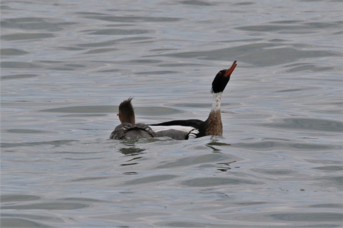 Red-breasted Merganser - ML153629371