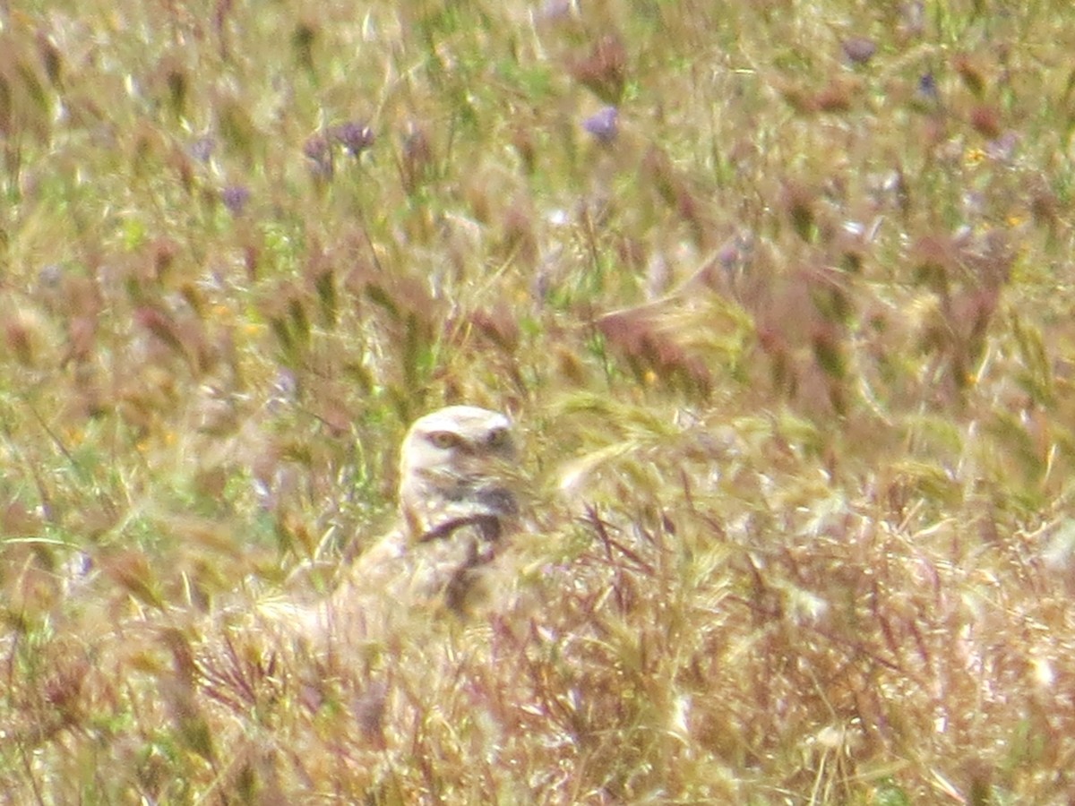 Burrowing Owl - Shanna Campbell