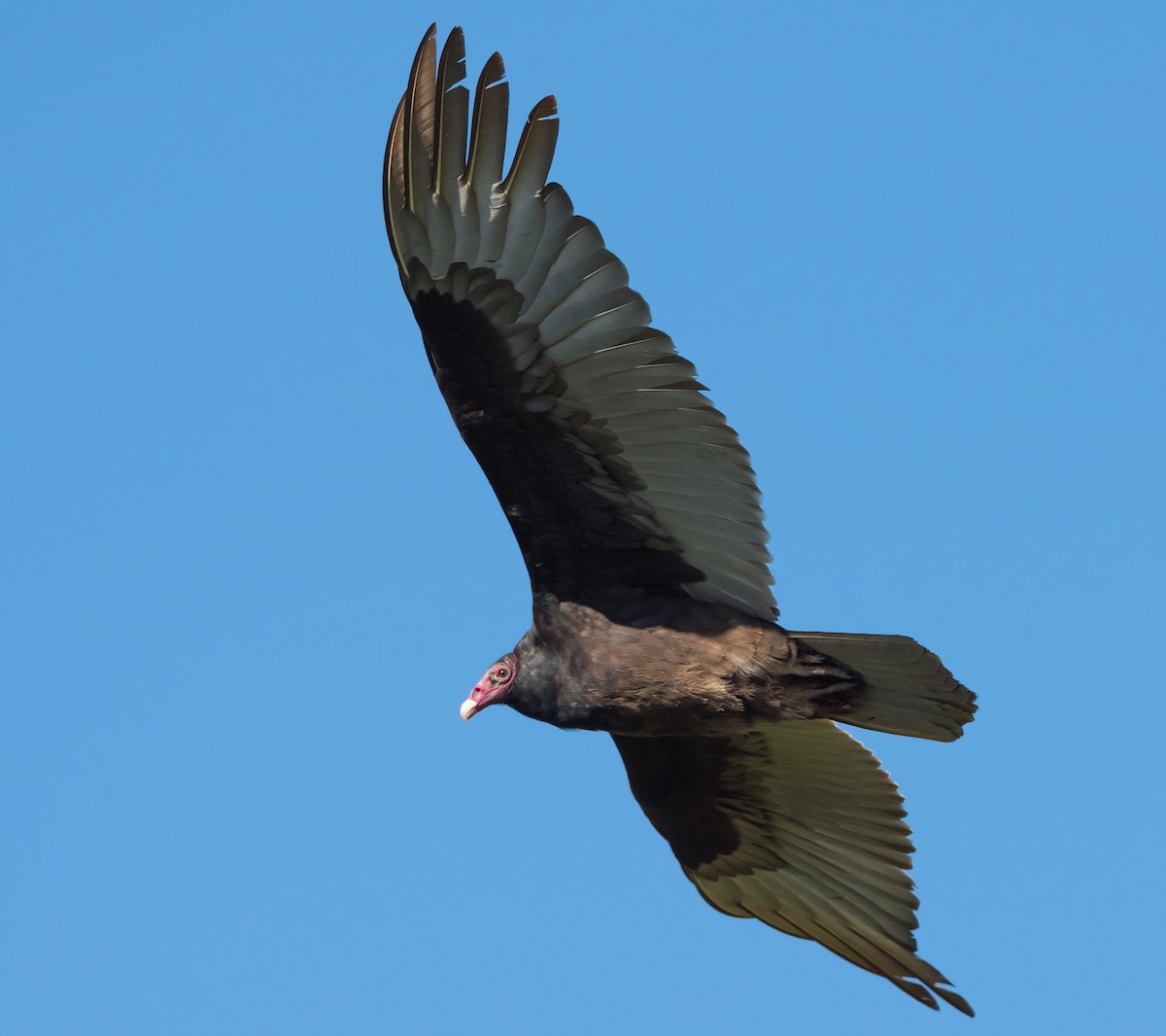 Turkey Vulture - ML153629941