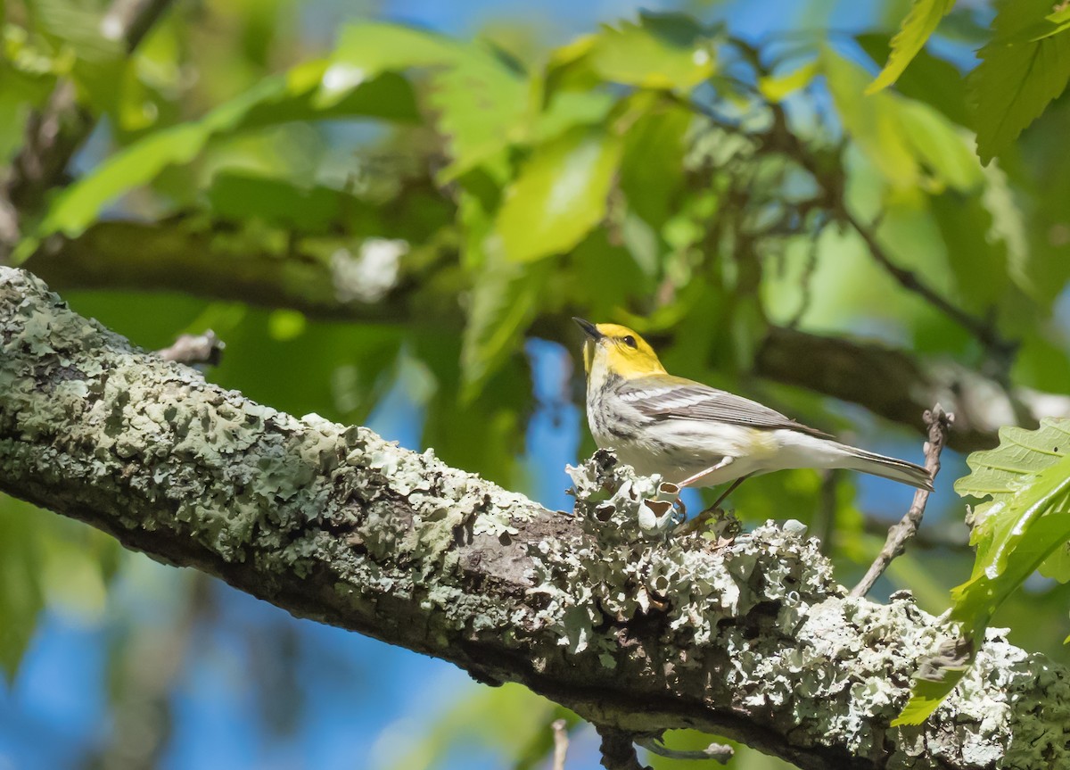 Black-throated Green Warbler - ML153630101