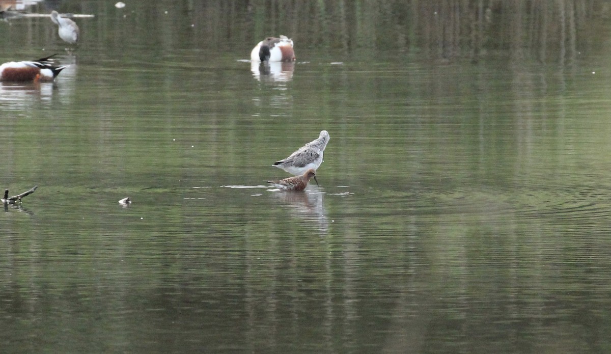 Curlew Sandpiper - ML153631231