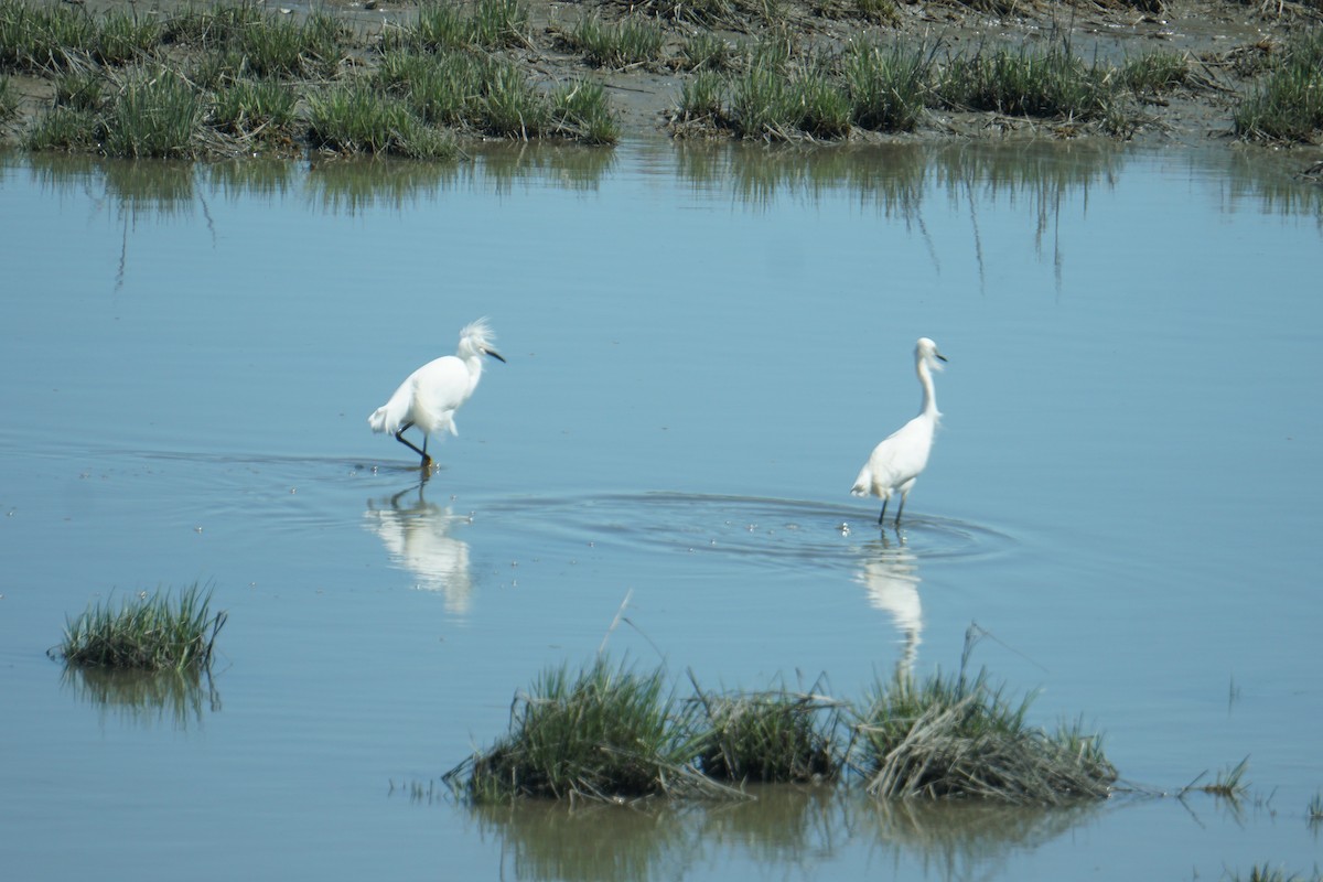 Snowy Egret - Melody Ragle