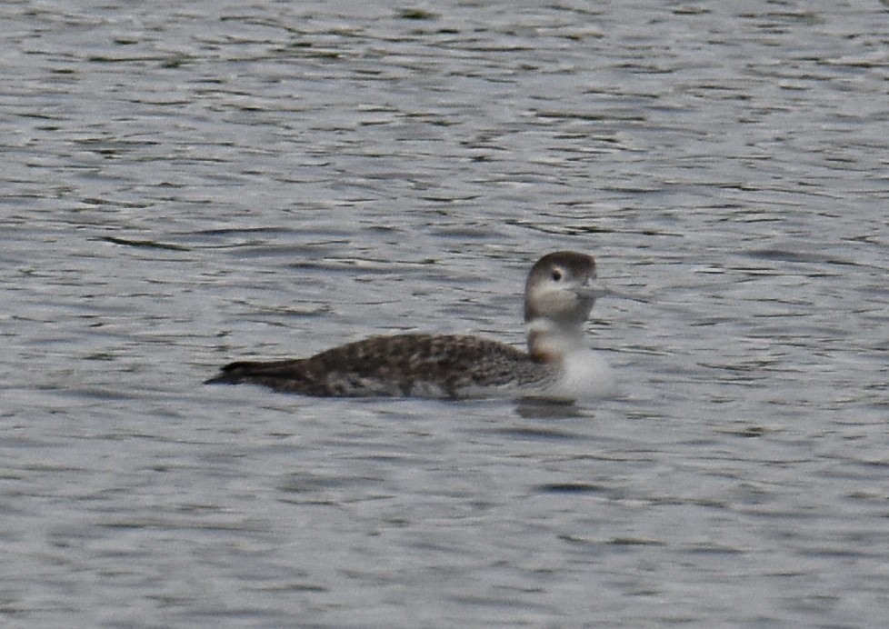 Plongeon huard - ML153631531