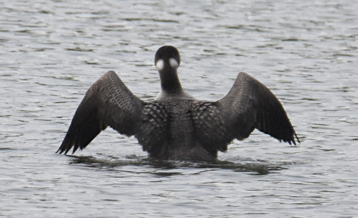 Plongeon huard - ML153631541